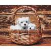 Paint by Number - Dogs in Basket
