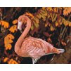 Paint by Number - Flamingo in Nature