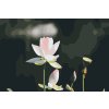 Paint by Number - Lotus Flower