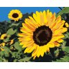 Paint by Number - Sunflowers