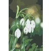 Paint by Number - Lilies of the Valley
