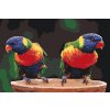 Paint by Number - Rainbow parrots