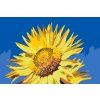 Paint by Number - Blue Sky and Sunflower