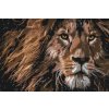 Paint by Number - Predatory Look of a Lion