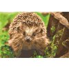 Paint by Number - Hedgehog Night Creature