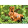 Paint by Number - Squirrel on a Branch