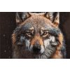 Diamantové malování - Pohled vlka