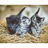 Diamond Painting - Kittens
