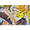 Diamond Painting - Pelicans