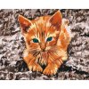 Paint by Number - Kitten Resting on the Rock