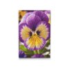 M2_Diamond_Paintings_-_Pansy_flower