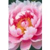 M11_Diamond_Paintings_-_Peony_flower