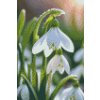 M11_Diamond_Paintings_-_Snowdrop_flower