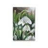 M2_Painting_by_Numbers_-_Snowdrop_flower