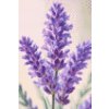 M11_Diamond_Paintings_-_Lavender_flower