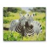 Diamond Painting - Safari Zebras