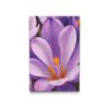 M2_Diamond_Paintings_-_Crocus_flower