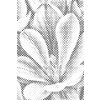 M11_Dotting_Points_-_Crocus_flower