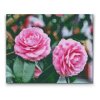 Diamond Painting - Pink Camellias