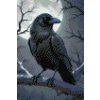 M11_Diamond_Paintings_-_Raven_on_a_branch