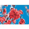 Paint by Number - Peach Blossom