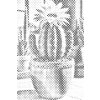 M11_Dotting_Points_-_Blooming_cactus