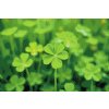 M11_Diamond_Paintings_-_Four-leaf_clover_for_luck