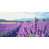 M11_Diamond_Paintings_-_Lavender_field