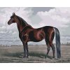 Paint by Number - Majestic Horse