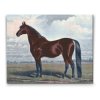 Diamond Painting - Majestic Horse
