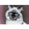 Diamond Painting - Portrait of Cat