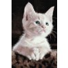 Diamond Painting - White Cat