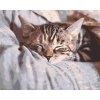 Paint by Number - Sleeping Kitty