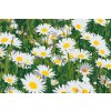 Paint by Number - Daisies in the Meadow