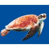 Paint by Number - Sea Turtle