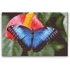 Diamond Painting - Butterfly on a Red Flower