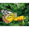 Diamond Painting - Butterfly on a Yellow Flower