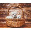 Diamond Painting - Dogs in Basket