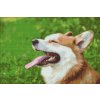 Diamond Painting - Corgi