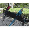 Paint by Number - Parrots in the Park