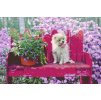 Diamond Painting - Puppy on the Bench