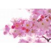 Diamond Painting - Flowering Cherry
