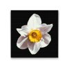 Diamond Painting - Narcissus Flower