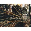 Paint by Number - Owl on a Branch in the Dark