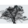 Paint by Number - Black and White Tree