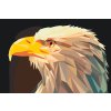 Paint by Number - Eagle with a Yellow Beak