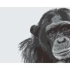 Paint by Number - Chimpanzee