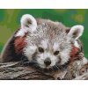 Paint by Number - Red Panda