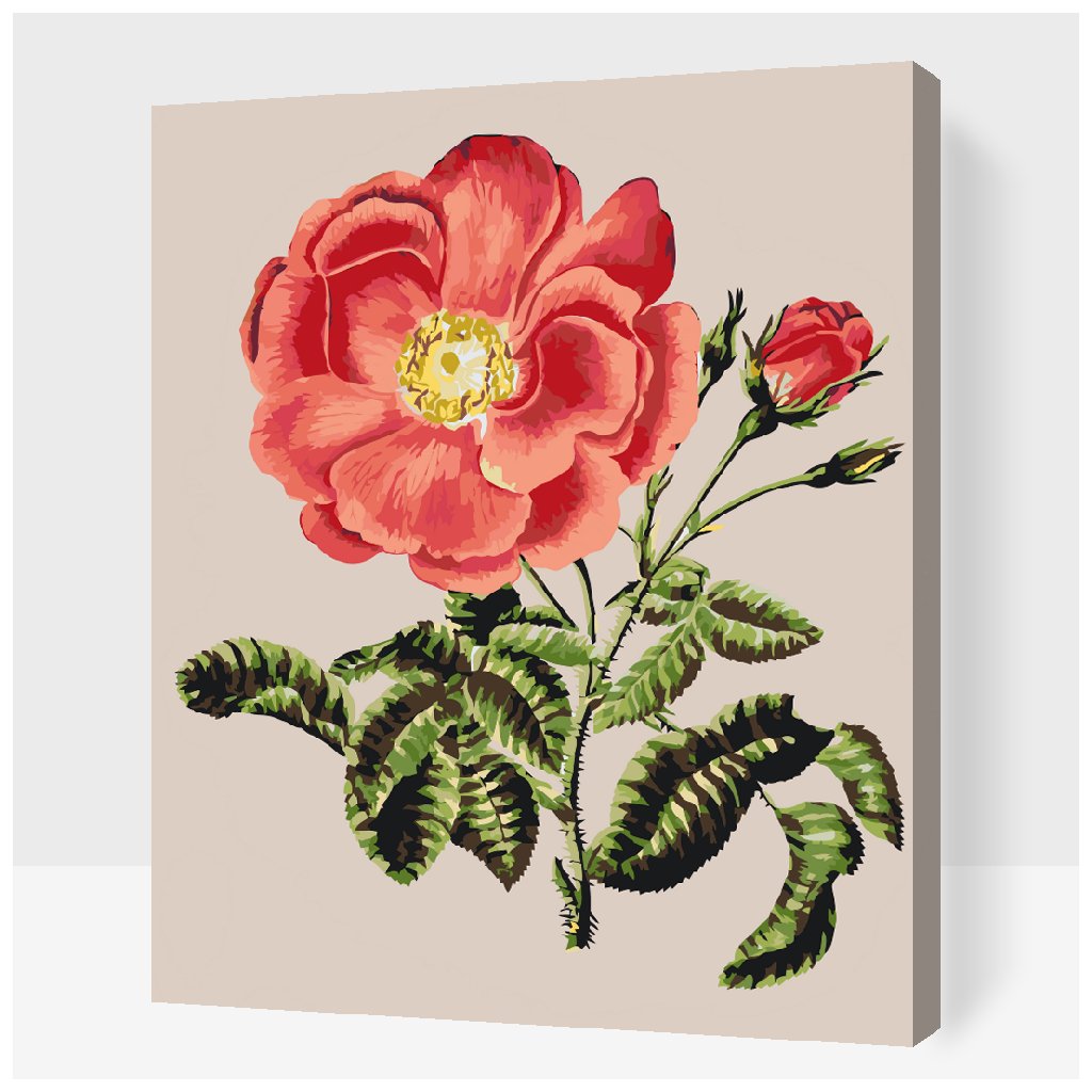Paint by Number - Vintage Rose