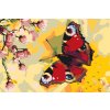 Paint by Number - Peacock Eye Butterfly